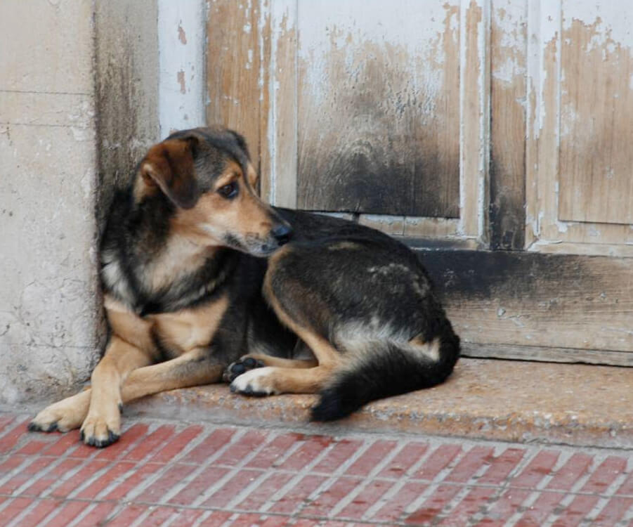 Saving-dogs-and-helping-humans-weddings-playa-del-carmen-fundation